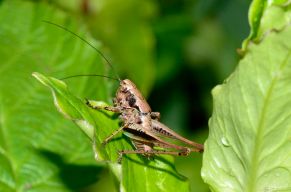 bush cricket, dark